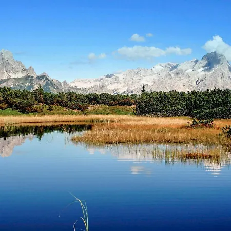 Holiday Alpenrose *